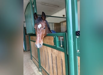 German Riding Pony, Gelding, 13 years, 14.1 hh, Brown