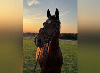 German Riding Pony, Gelding, 13 years, 14.1 hh, Brown