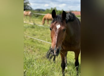 German Riding Pony, Gelding, 13 years, 14.1 hh, Brown
