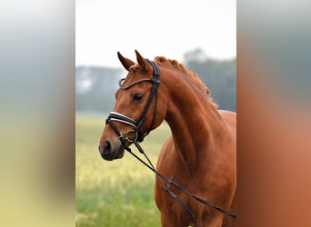 German Riding Pony, Gelding, 13 years, 14.1 hh, Chestnut-Red