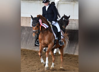 German Riding Pony, Gelding, 13 years, 14.1 hh, Chestnut-Red