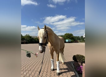 German Riding Pony, Gelding, 13 years, 14.1 hh, Palomino