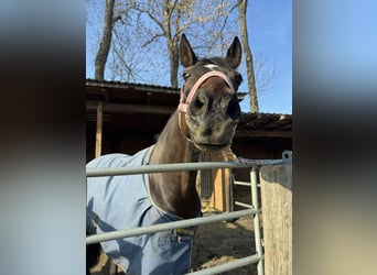 German Riding Pony, Gelding, 13 years, 14.2 hh, Bay-Dark