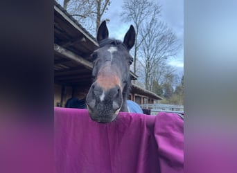 German Riding Pony, Gelding, 13 years, 14.2 hh, Bay-Dark