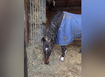 German Riding Pony, Gelding, 13 years, 14.2 hh, Bay-Dark