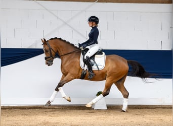 German Riding Pony, Gelding, 13 years, 14.2 hh, Brown