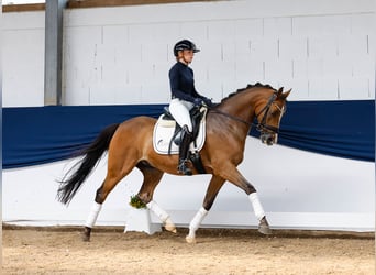 German Riding Pony, Gelding, 13 years, 14.2 hh, Brown