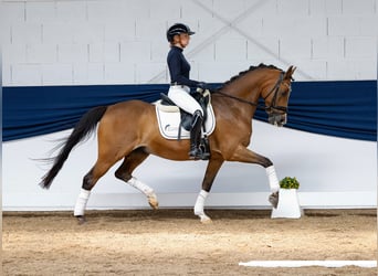 German Riding Pony, Gelding, 13 years, 14.2 hh, Brown