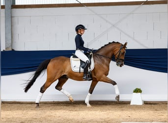 German Riding Pony, Gelding, 13 years, 14.2 hh, Brown