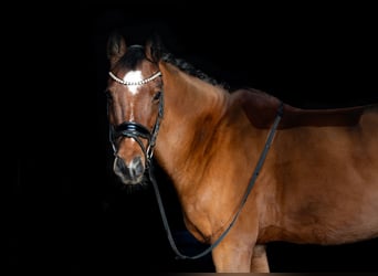 German Riding Pony, Gelding, 13 years, 14.2 hh, Brown