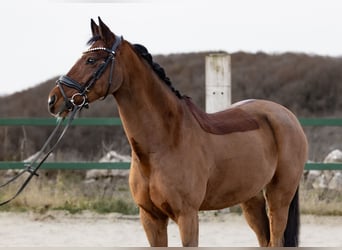 German Riding Pony, Gelding, 13 years, 14.2 hh, Brown