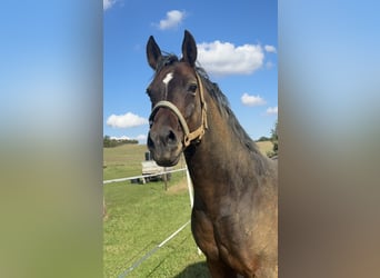 German Riding Pony, Gelding, 13 years, 14.2 hh, Brown