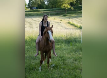 German Riding Pony, Gelding, 13 years, 14.2 hh, Chestnut-Red