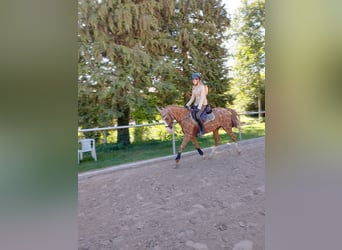 German Riding Pony, Gelding, 13 years, 14.2 hh, Chestnut-Red