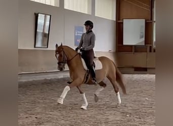German Riding Pony, Gelding, 13 years, 14.2 hh, Chestnut-Red