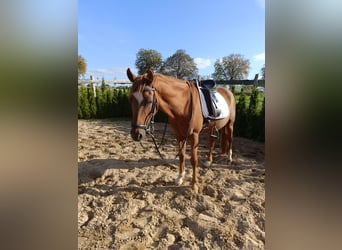 German Riding Pony, Gelding, 13 years, 14.2 hh, Chestnut-Red