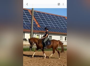 German Riding Pony, Gelding, 13 years, 14.2 hh, Chestnut-Red