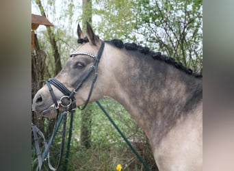 German Riding Pony, Gelding, 13 years, 14.2 hh, Dun