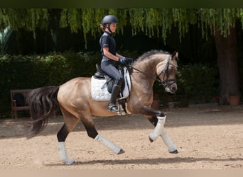 German Riding Pony, Gelding, 13 years, 14.2 hh, Dun