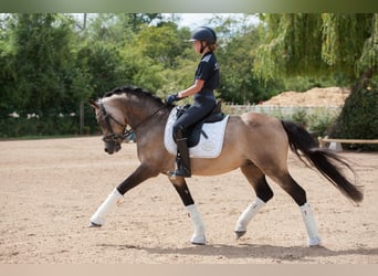 German Riding Pony, Gelding, 13 years, 14.2 hh, Dun