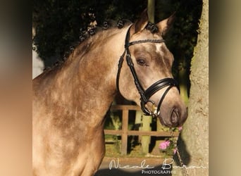 German Riding Pony, Gelding, 13 years, 14.2 hh, Dun