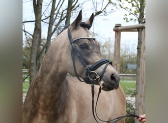 German Riding Pony, Gelding, 13 years, 14.2 hh, Dun