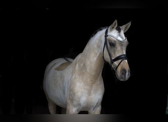 German Riding Pony, Gelding, 13 years, 14.2 hh, Dun