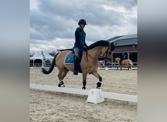 German Riding Pony, Gelding, 13 years, 14,2 hh, Dun