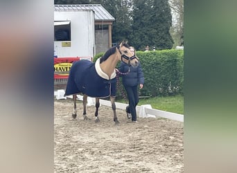 German Riding Pony, Gelding, 13 years, 14,2 hh, Dun