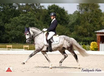 German Riding Pony, Gelding, 13 years, 14.2 hh, Gray-Dapple