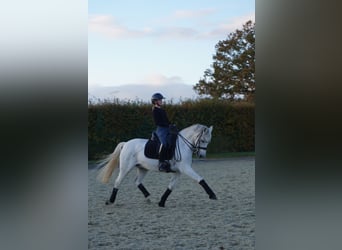 German Riding Pony, Gelding, 13 years, 14.2 hh, Gray