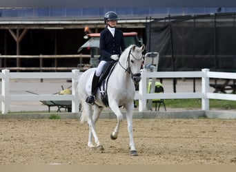 German Riding Pony, Gelding, 13 years, 14.2 hh, Gray