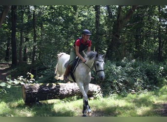 German Riding Pony, Gelding, 13 years, 14.2 hh, Gray