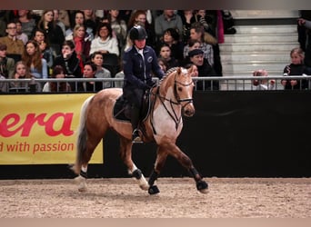 German Riding Pony, Gelding, 13 years, 14.2 hh, Palomino