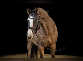German Riding Pony, Gelding, 13 years, 14.3 hh, Dun