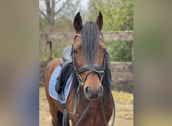 German Riding Pony, Gelding, 13 years, 14 hh, Brown