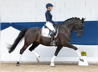 German Riding Pony, Gelding, 13 years, 14,1 hh, Brown