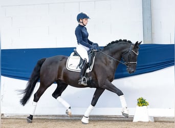 German Riding Pony, Gelding, 13 years, 14,1 hh, Brown