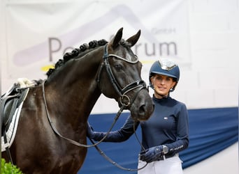 German Riding Pony, Gelding, 13 years, 14,1 hh, Brown