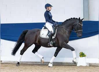 German Riding Pony, Gelding, 13 years, 14,1 hh, Brown