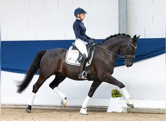 German Riding Pony, Gelding, 13 years, 14,1 hh, Brown