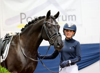 German Riding Pony, Gelding, 13 years, 14,1 hh, Brown