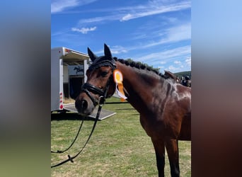 German Riding Pony, Gelding, 13 years, 14,1 hh, Brown