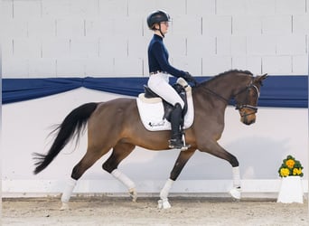 German Riding Pony, Gelding, 13 years, 14,1 hh, Brown
