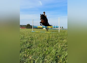 German Riding Pony, Gelding, 13 years, 14,1 hh, Brown
