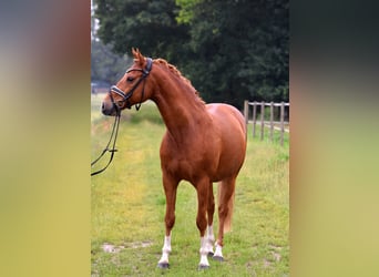 German Riding Pony, Gelding, 13 years, 14,1 hh, Chestnut-Red