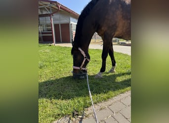 German Riding Pony, Gelding, 13 years, 14,2 hh, Bay-Dark