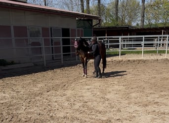 German Riding Pony, Gelding, 13 years, 14,2 hh, Bay-Dark