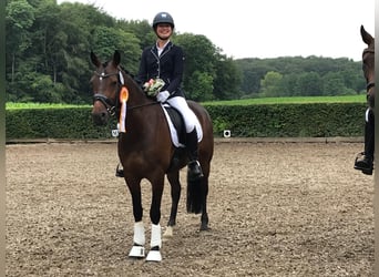 German Riding Pony, Gelding, 13 years, 14,2 hh, Bay-Dark