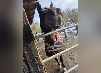 German Riding Pony, Gelding, 13 years, 14,2 hh, Bay-Dark